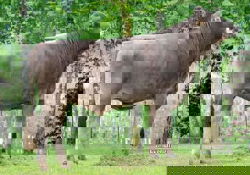 10-05-2016-toro-zar