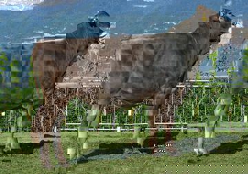 08-05-2018-toro-alexis