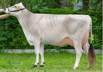 19-05-2020-it021002238711-reichegger-arrow-rayshan