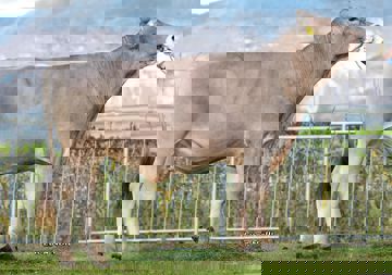 16-04-2019-toro-hudd