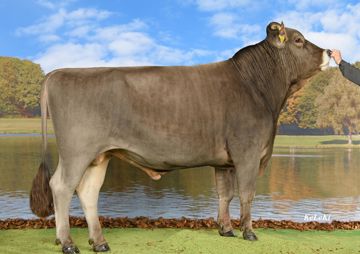 sg0110776-dublin-ch-120-1738-1901-7-dallas