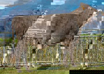 16-04-2019-toro-boray