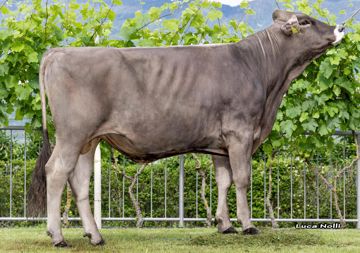 07-06-2023-toro-siluro