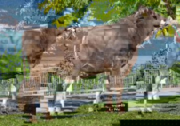 24-05-2016-toro-zebru