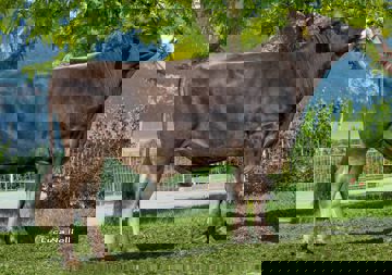 24-05-2016-toro-fanatik