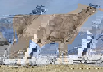 02-02-2021-toro-flamber