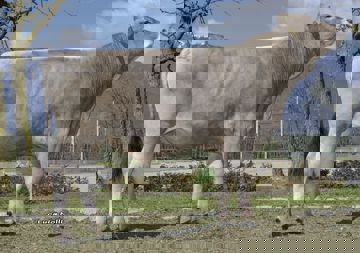 23-04-2021-toro-vinak