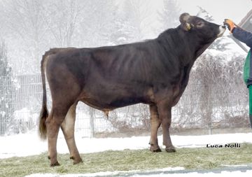 04-02-2015-bulle-easybull