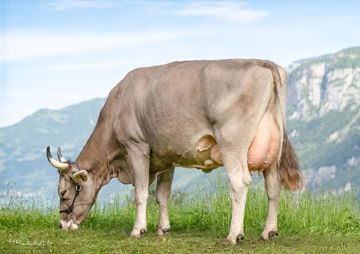 sg0105651-gubser-ueli-sob-gus-bella-ch-120-1183-3653-1-gus