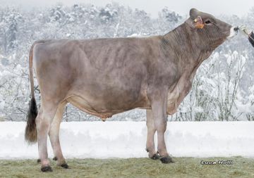 15-02-2022-toro-alfiere