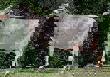01-08-2017-it021002073326-kerschbamer-hurvinek-paula