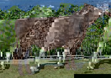 30-08-2019-toro-syntec
