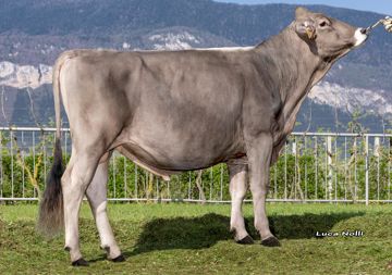 12-04-2024-toro-jockerstar