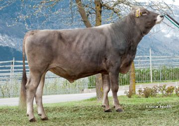 14-04-2015-toro-pakito
