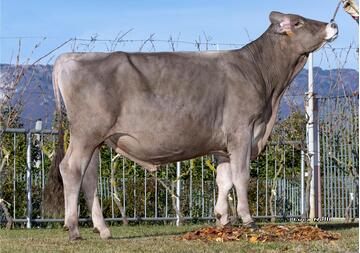 11-11-2025-toro-cash