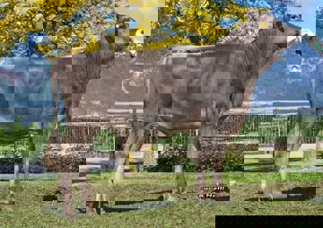 05-05-2017-toro-bailey