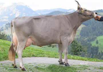Orsana, die Mutter von Antonic