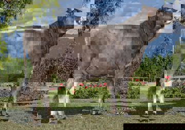 30-06-2021-toro-jonio