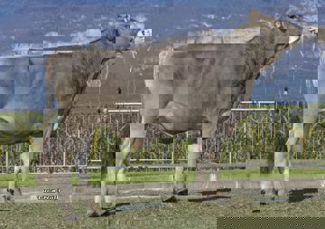 23-04-2021-toro-palinko