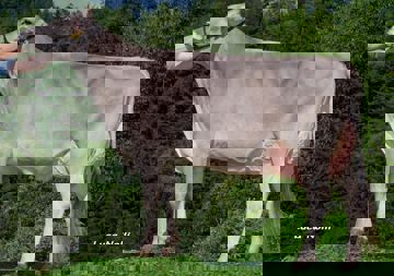12-08-2013-it021001745776-profanter-poster-wunia