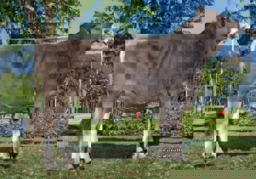 02-10-2018-toro-fantom