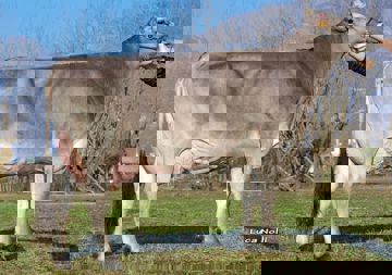 21-01-2016-it024990323417-ca-mascari-sweet-linett-mutter