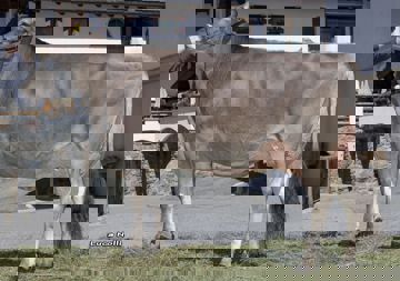 31-05-2021-it021002264114-peer-fanatik-katti-l