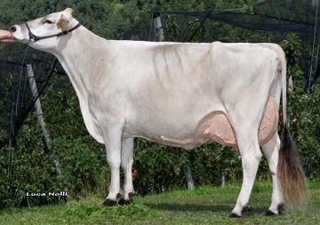 10-09-2024-it021002429416-wenter-bender-elda