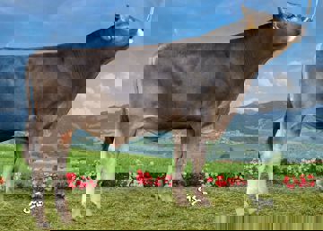Vortuno