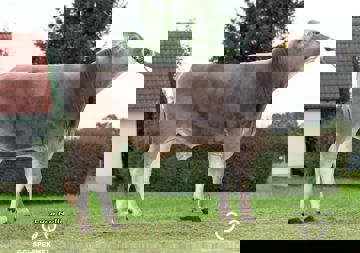 bison-346560-mit-logo