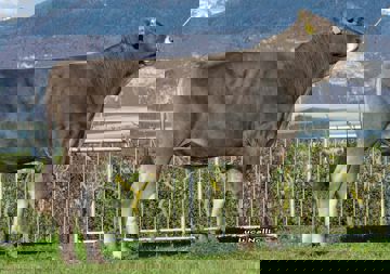 17-04-2018-toro-fabulous