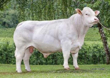 Fermoyle Rocco