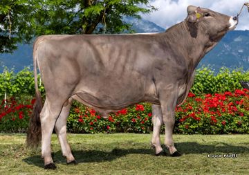 07-06-2023-toro-landini