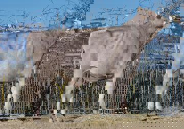 23-01-2020-toro-bloxoy