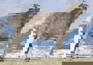 02-02-2021-toro-naveo