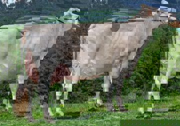 20-05-2020-it022990255858-covi-noel-birba-kopie