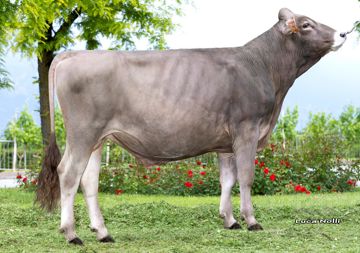 20-05-2025-toro-colin