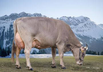 sg0108620-melodie-ch-120-1590-6899-6-morin