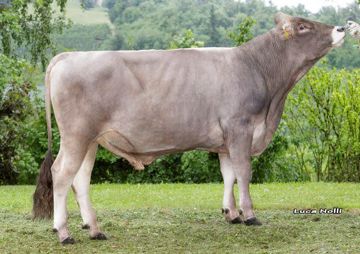 07-06-2022-toro-olindo