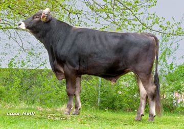 jeroen