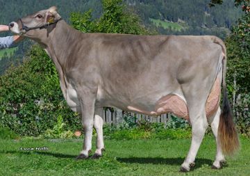 30-09-2020-it021002229414-niedermair-arrow-barra-klein