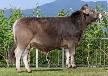 26-05-2026-toro-askan-ob