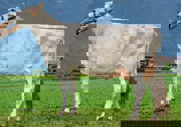 12-07-2018-it014990132543-bodengo-falk-sendy-et