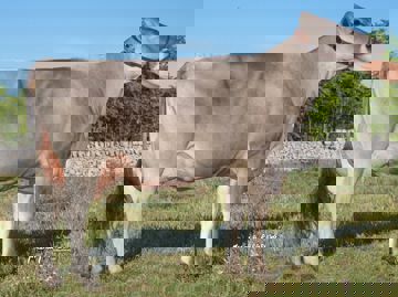 it072990323340-az-agr-mancino-vita-maria-anna-gioia-del-colle-ba