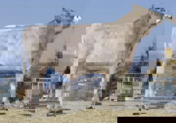 23-02-2021-toro-virgas