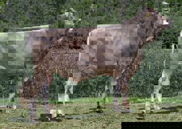29-08-2017-toro-zelmar