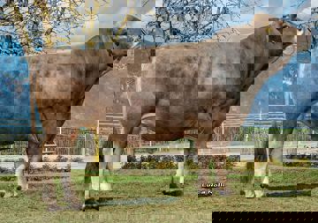 16-04-2019-toro-arrow-l