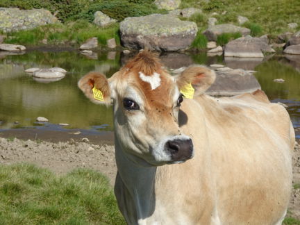 Ein Exemplar der Rasse Jersey