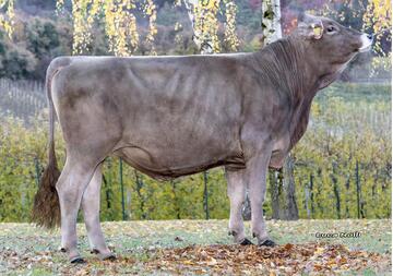Der Stier Lancelot