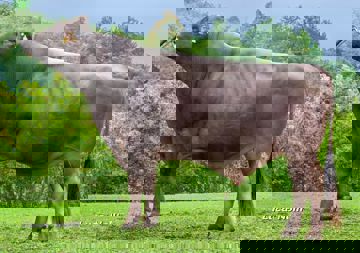 26-08-2014-toro-potassio